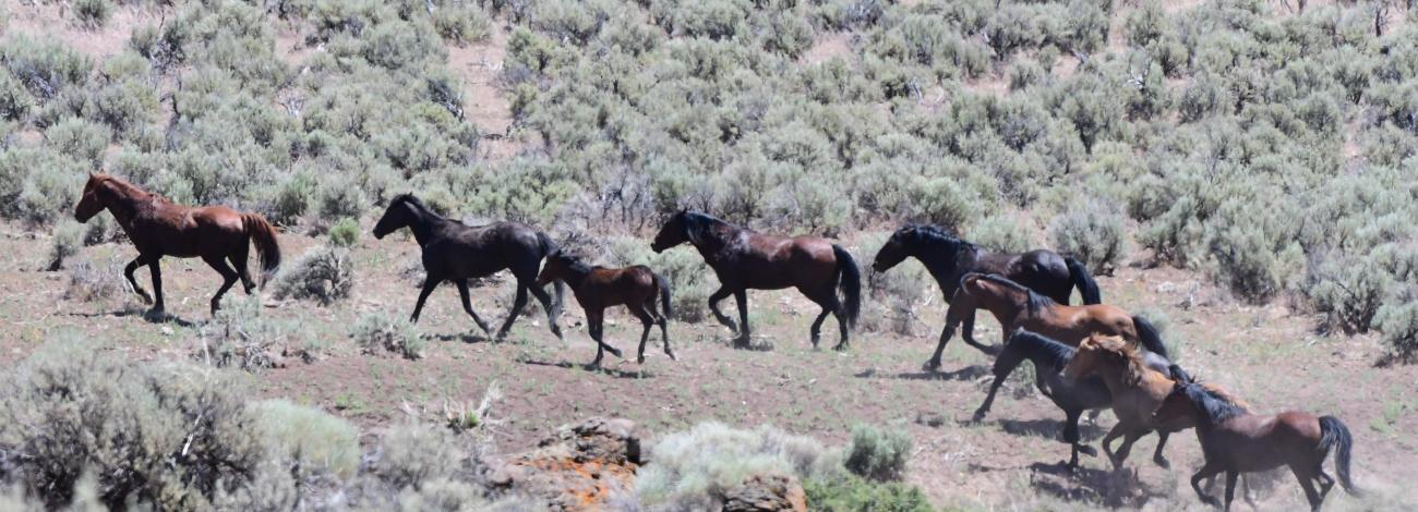 Horses running across a slope