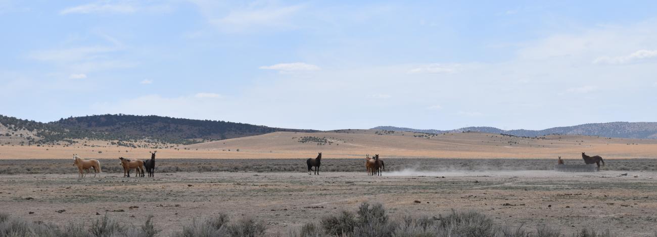 Wild horses are pictured grazing in the Triple B Complex.