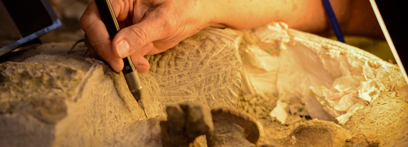 A close-up of a person's hand holding an air scribe to clean a fossil.
