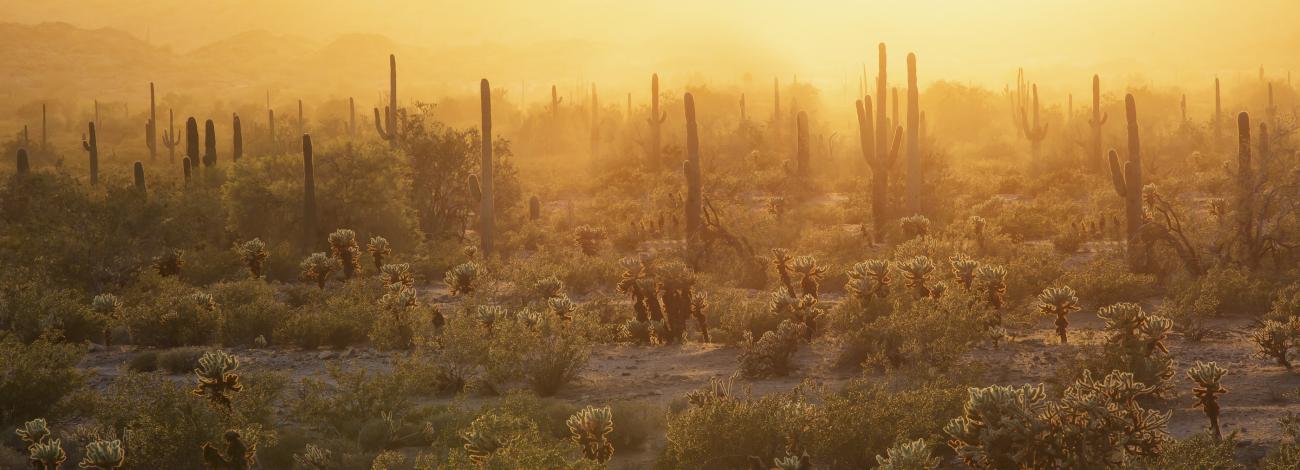 the sun sets over saguaro and cholla cactus