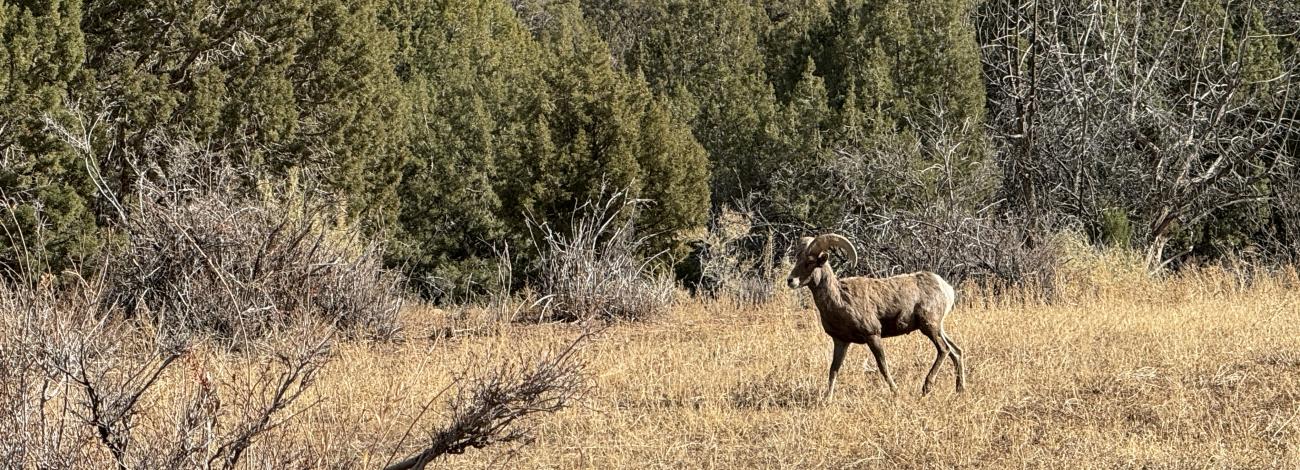 A big horn sheep stands in an open area in Dominguez-Escalante National Conservation Area during winter 2024