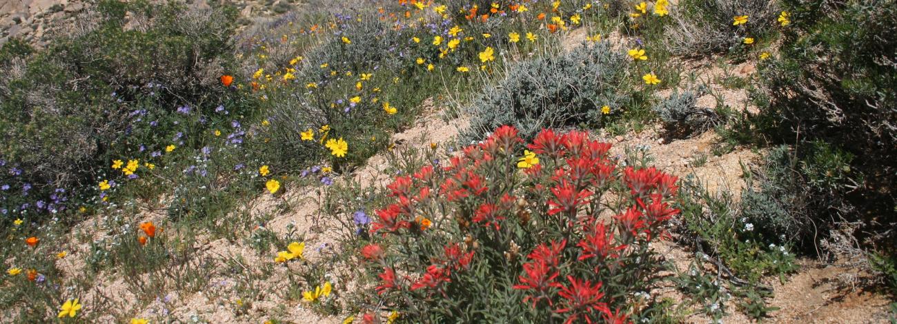 California’s Short Canyon slope with several wildflowers in full bloom. Flowers include red Indian Paintbriush, bright yellow coreopsis, orange California poppies, white buckwheats, purple gilias and vivid blue phacelias.