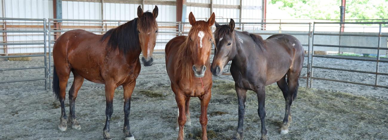 Three horses standing in a stable