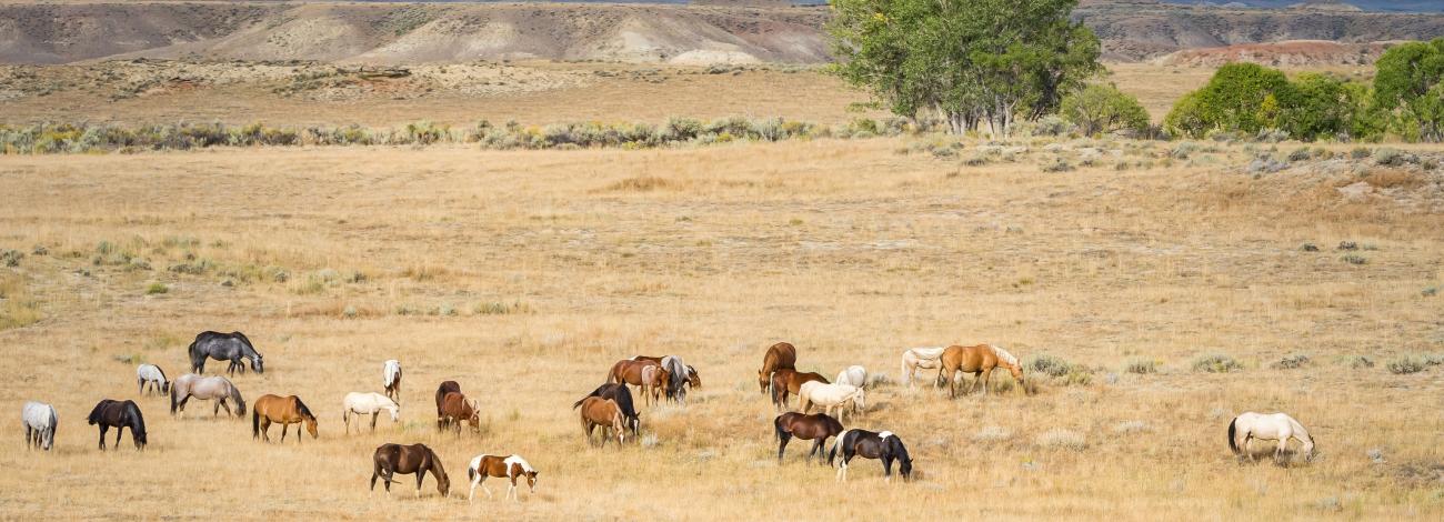 About 2 dozen horses of various colors graze in an open, grassy area with colorful hills in the background.