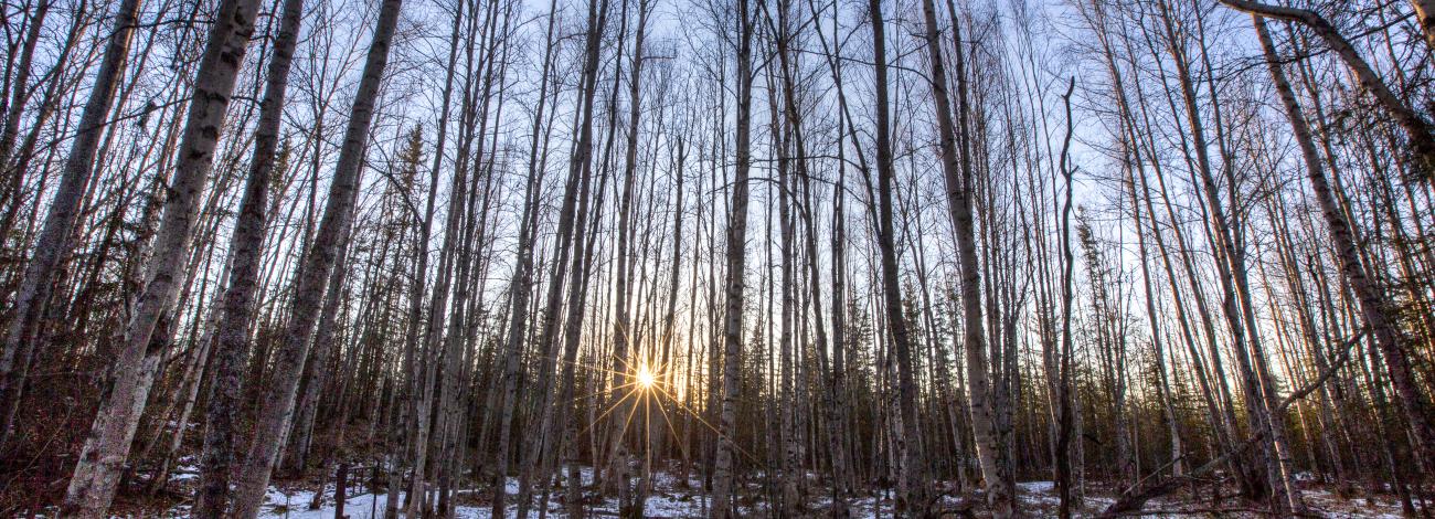 Snow melting in a birch tree forest