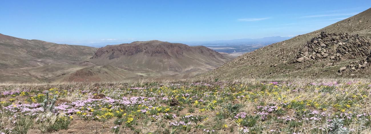 BLM Idaho Snake River Plain with sage brush and flowers in a desert landscape.