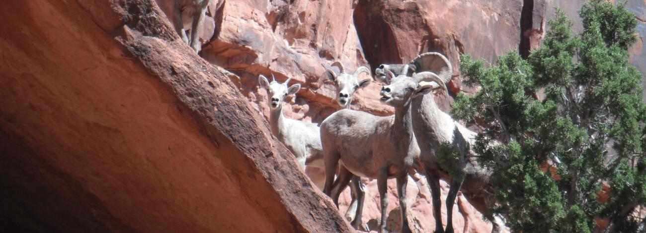 A two big horn sheep graze in a canyon.