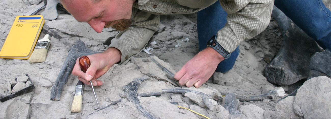 Researcher excavating a fossil from gray rock using a sharp pick