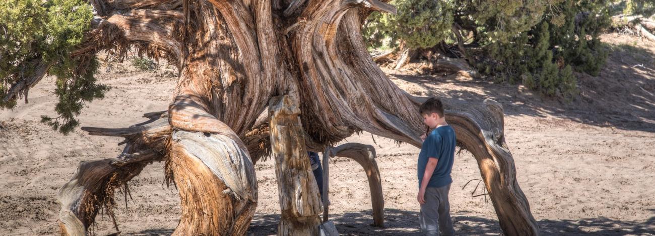 child looking at spider tree in Little Sahara Recreation Area