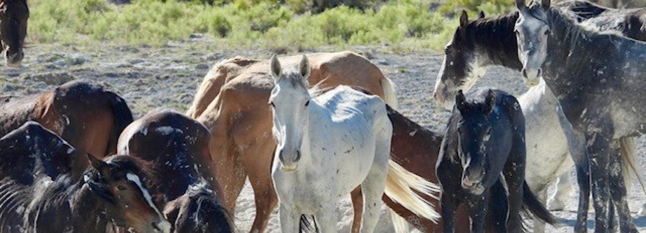Multiple horses digging in a mud hole on playa.