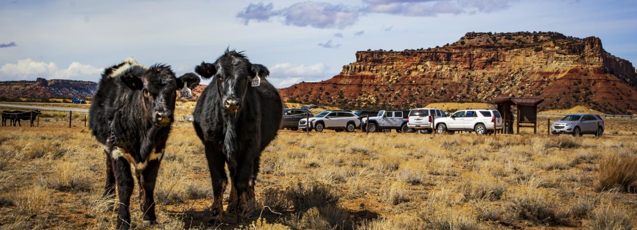 Two cows stand next to each other in the foreground with cars and kiosk in background with BLM managed lands in the distance. 