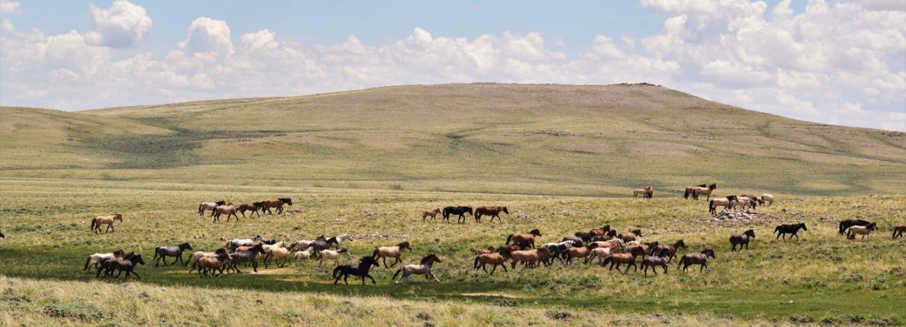 A herd of wild horses in the Red Desert Wild Horse Complex in southwestern Wyoming.
