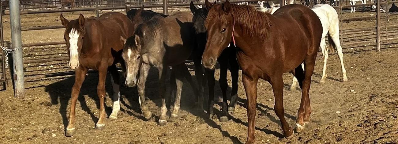 Saylor Creek wild horses available for adoption