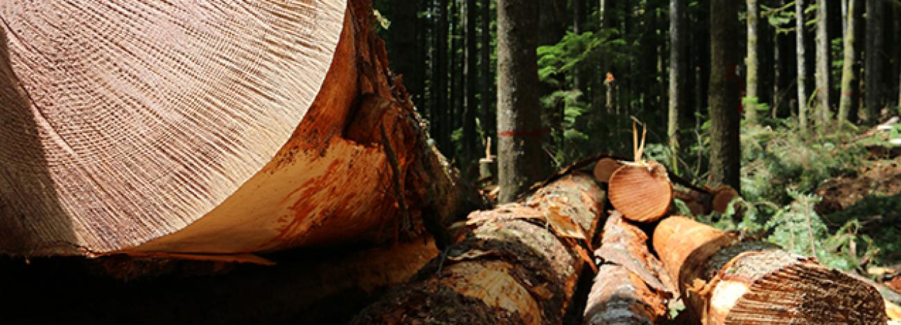 timber harvest