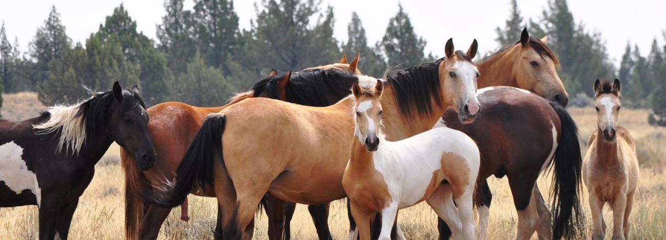 2020 South Steens Wild Horse Gather