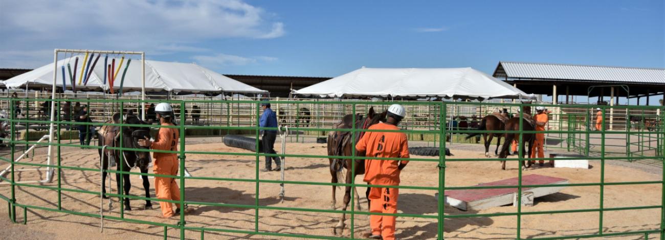Several inmates in orange jumpsuits stand alongside wild horses and burros in a pen.