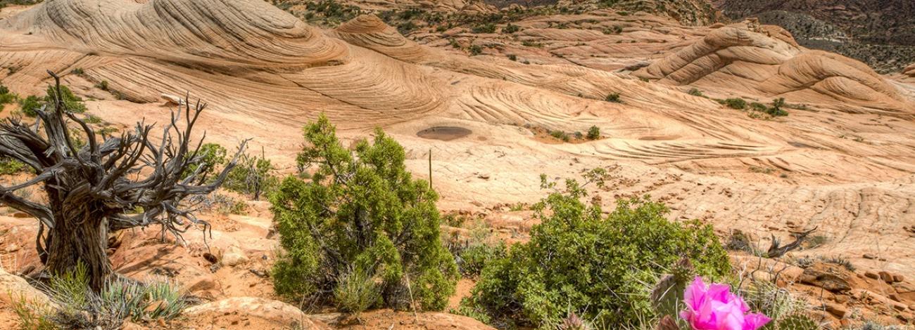 A cactus sits on a ridge in the Red Cliffs NCA.