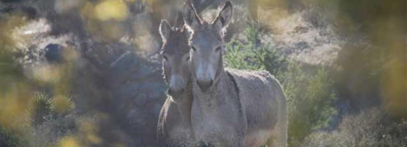 Two wild burros stand close together in a sunlit desert landscape, surrounded by soft‑focused shrubs and dry vegetation.