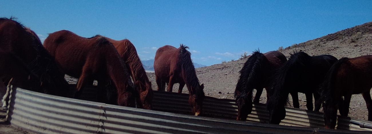 horses
