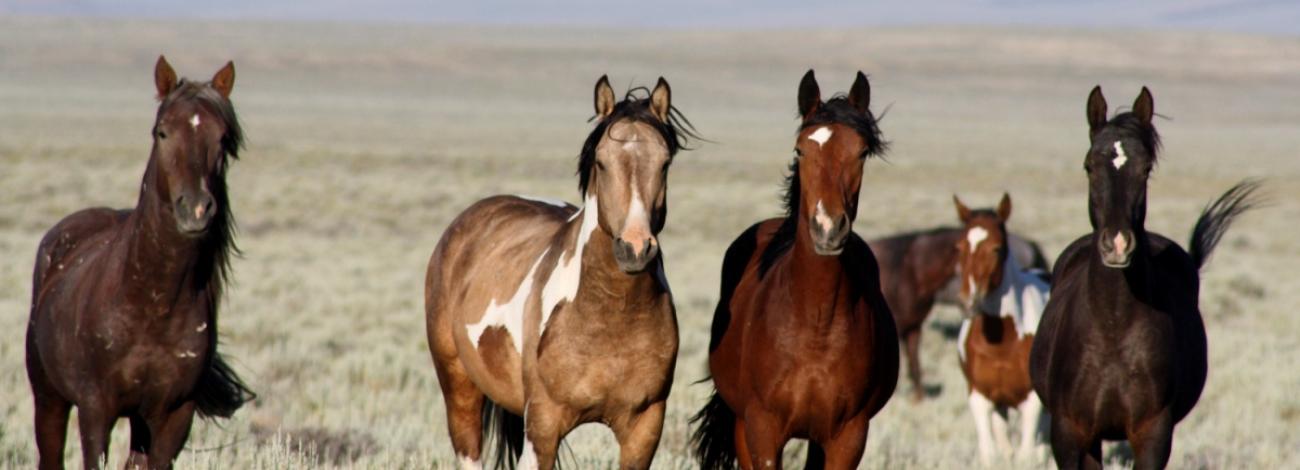 Horses running towards the Camera
