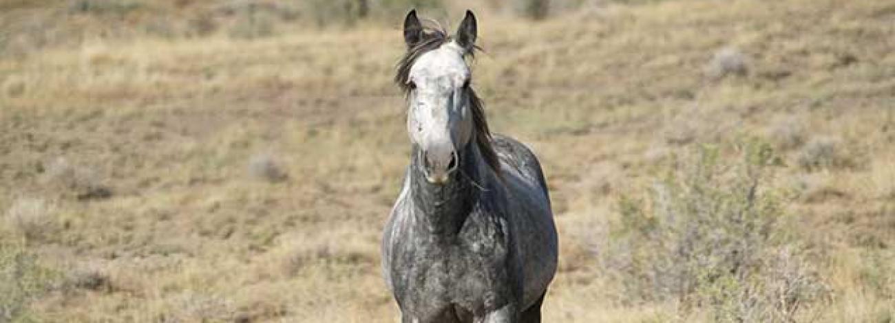 wild horse in spring creek herd management area
