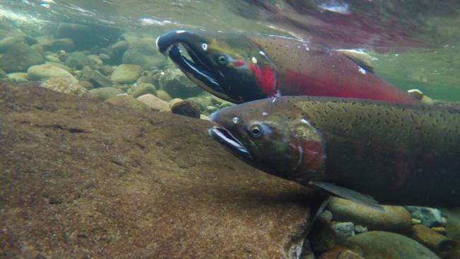 migrating fish in a river