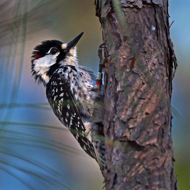 A woodpecker clings to a tree