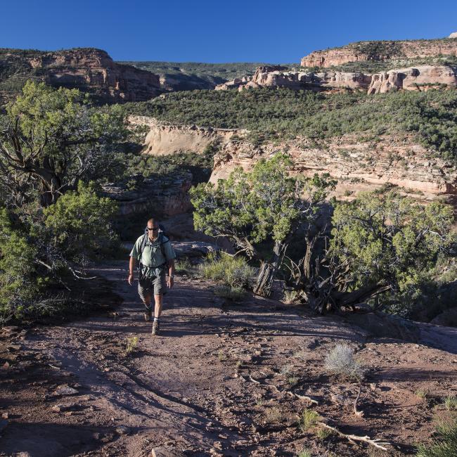 Hiker hiking amongst trees with a canyon in the distance showing pink, white, and red sandstone layers. McInnis Canyons National Conservation Area