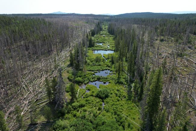 a stream area is preserved amidst a wildfire area