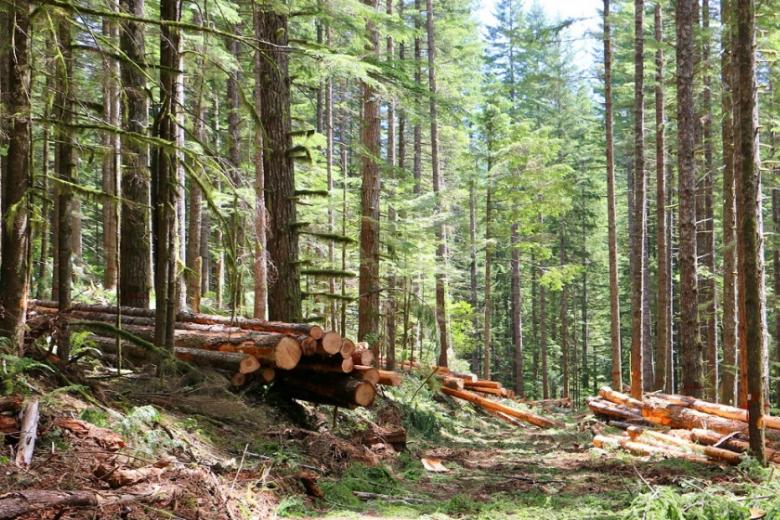timber sale