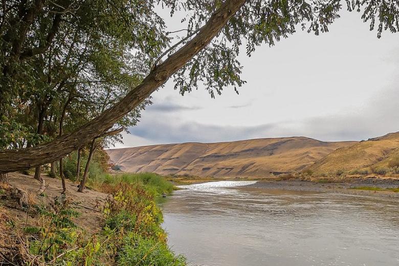 dry landscape with tree and river