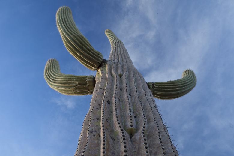 Looking upwards at a large green and brown saguaro cactus with three arms curving upwards from the trunk. 