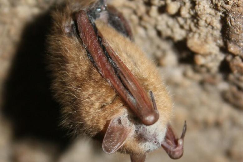 A tri-colored bad with visible signs of white-nose syndrome. Photo credit MDC/Bruce Schuette.