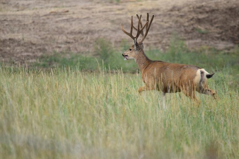 mule deer in velvet in lush green pasture