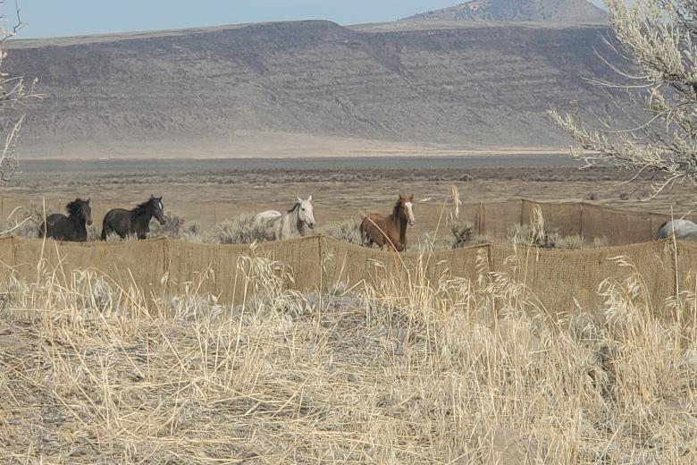 A group of wild horses from the Sheepshead Herd Management Area. Photo taken 10/5/2026
