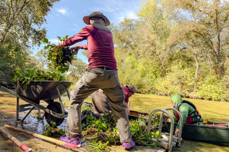 From the dock, an ACE volunteer loads invasive plants for removal.