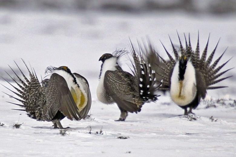 Three male sage grouse display their elaborate feather fans and chest plumage on a snowy ground.