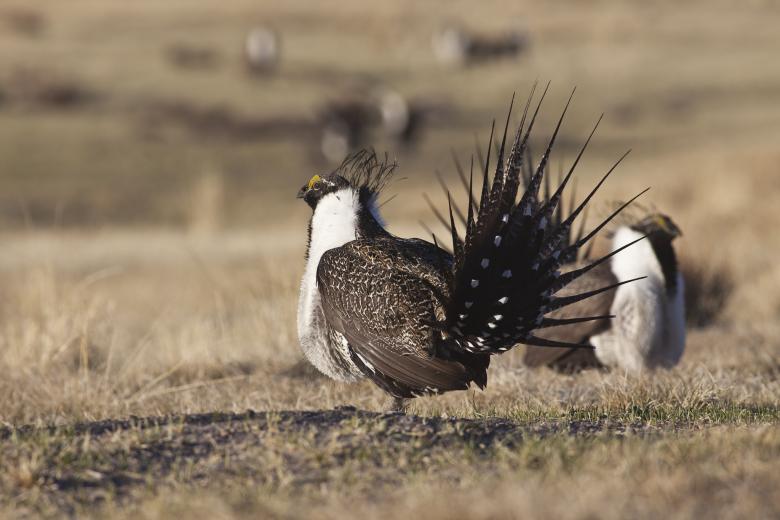 Two male sage-grouses