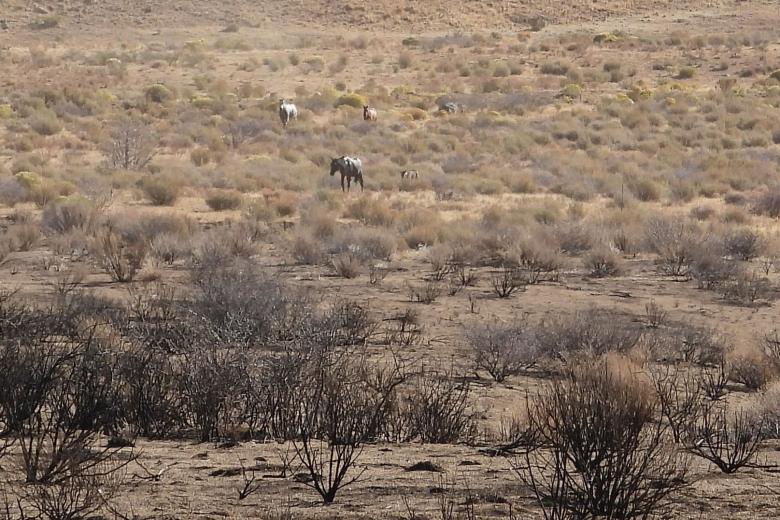 Horses in sagebrush range with burned area in foreground