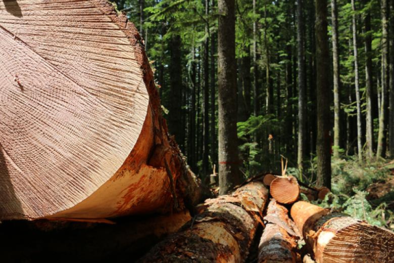 timber harvest