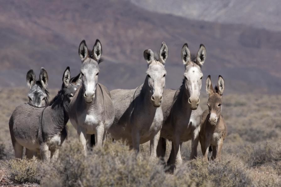 Burros on the range