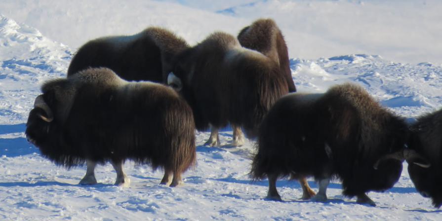 Group of Musk Ox in the winter in western Alaska