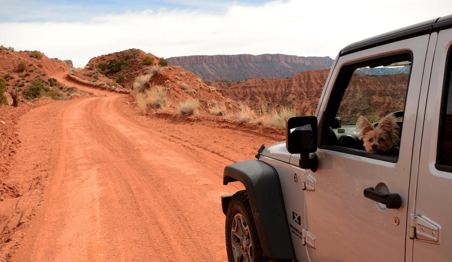 A puppy sits in the front seat of a jeep that is parked on the side of a dirt road.