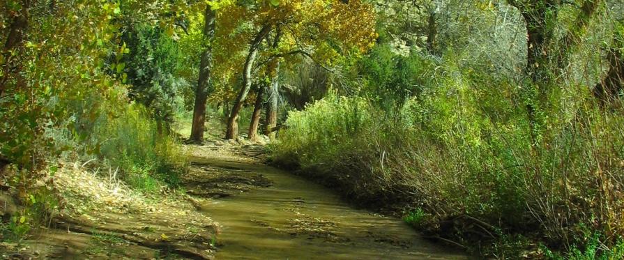 Lush green forest setting with shallow river running through