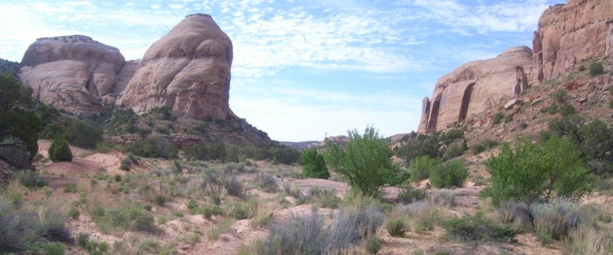 Scattered desert shrub and sagebrush in a deep canyon.