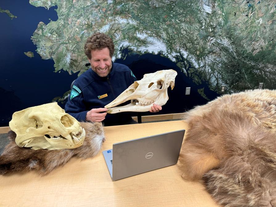 A person holds a moose skull while looking at a computer.