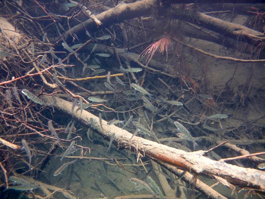 A school of Chinook salmon sheltered by underwater plants.