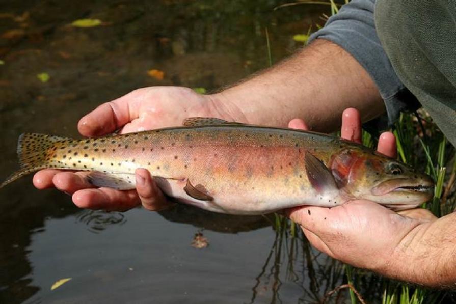 Angler holding Lahontan Cutthroat Trout