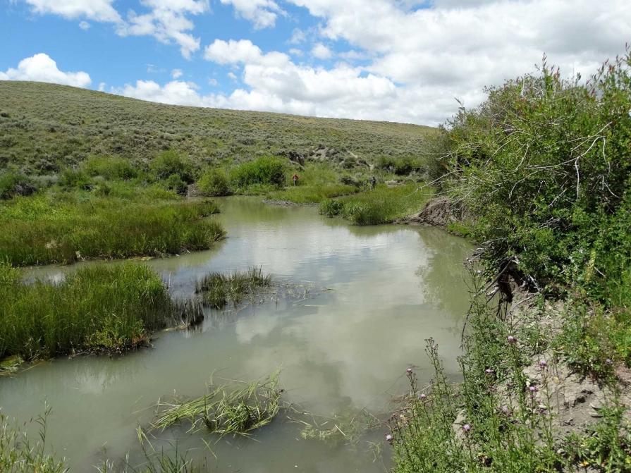 Small creek with lush green banks on both sides.