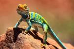 Collared Lizard